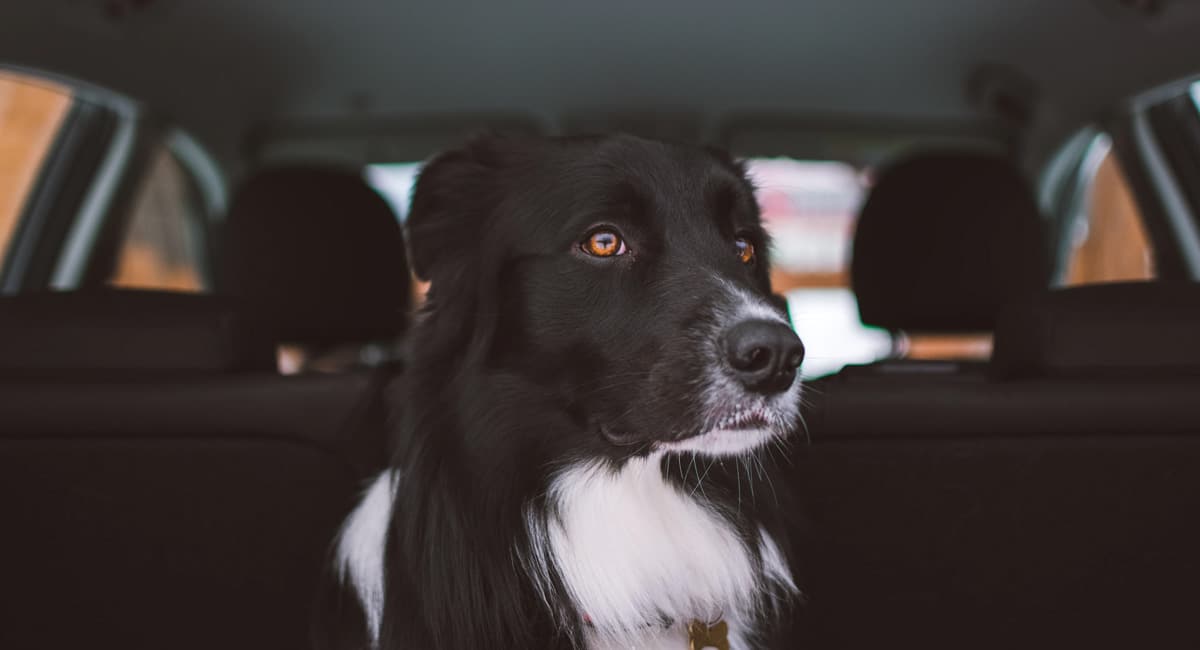 Firmenwagen Hund